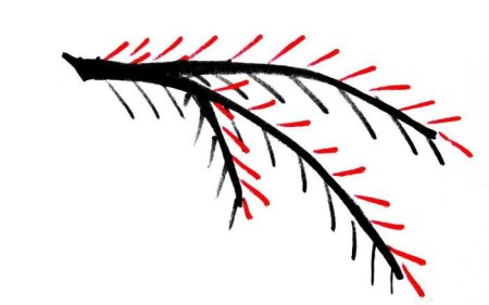 Рисование еловой ветки