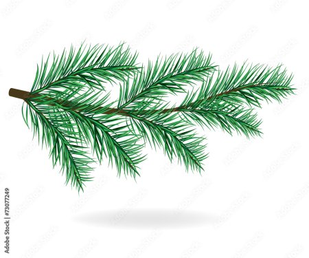 Рисование Еловая веточка