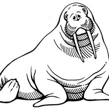 Морж раскраска