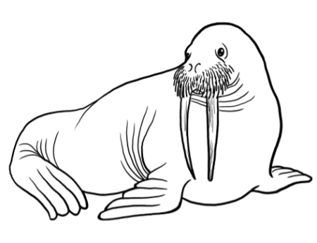 Морж раскраска для детей