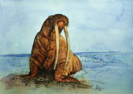 Морж карандашом