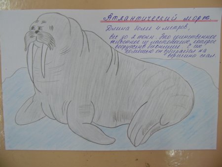 Морж силуэт