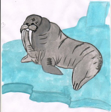 Морж раскраска