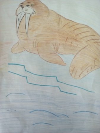 Морж рисунок