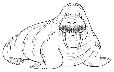 Морж рисунок