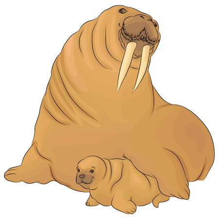 Рисунок охота на моржа