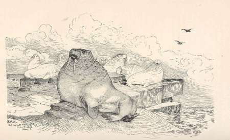 Графическое изображение моржа