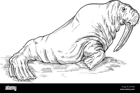 Рисование животные севера