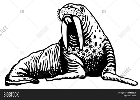 Животные севера морж для дошкольников