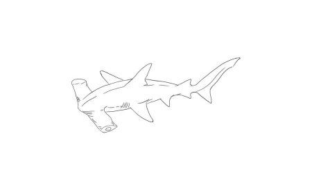 Акула раскраска