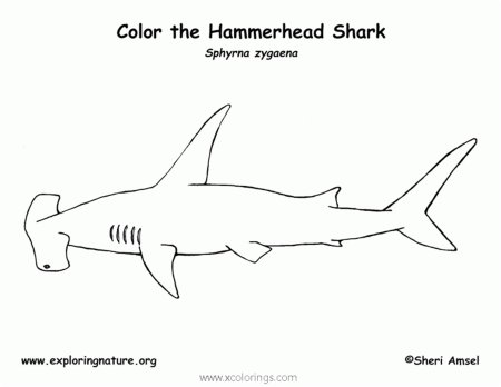 Рыба молот рисунок