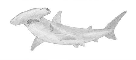 Молотоголовая акула раскраска