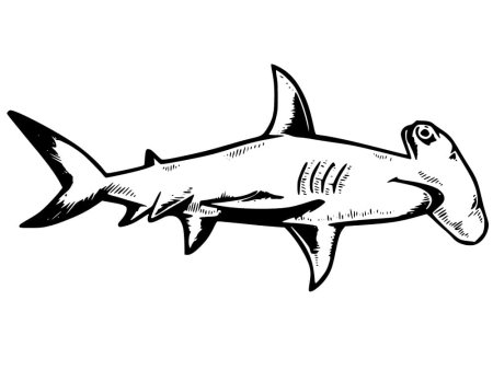 Рыба молот на белом фоне