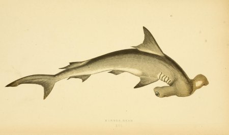 Акула молот раскраска