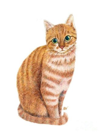 Сказочный кот