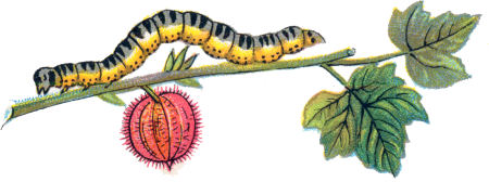 Приключения муравьишки Бианки гусеница