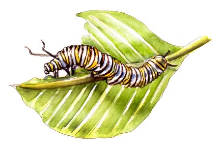 В Бианки хвосты приключения муравьишки