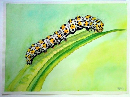 Гусеница на белом фоне