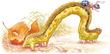 Процесс превращения гусеницы в бабочку