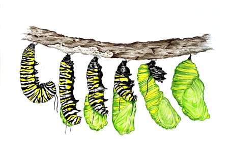 История гусеницы Борис Заходер