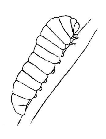 Гусеница листовертка на ниточке