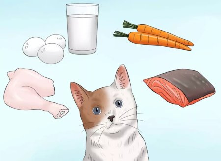 Еда для кошек