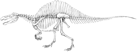 Stegosaurus ungulatus