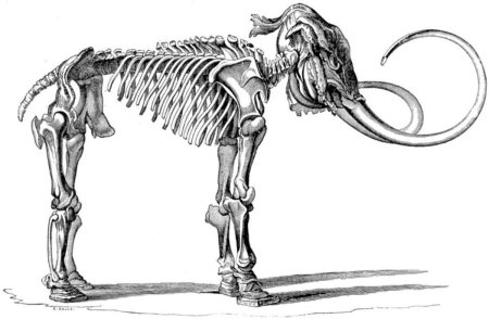 Ленский мамонт 1806 г.