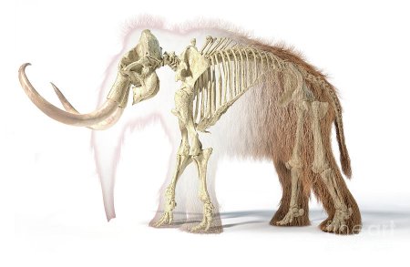 Woolly Mammoth Skeleton