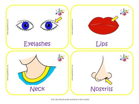 Flashcards шея