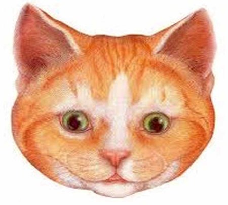 Морда рыжего кота