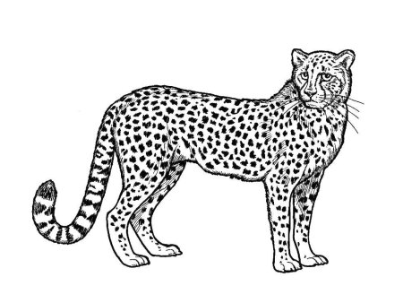 Леопард рисунок