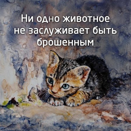 Не бросайте животных цитаты