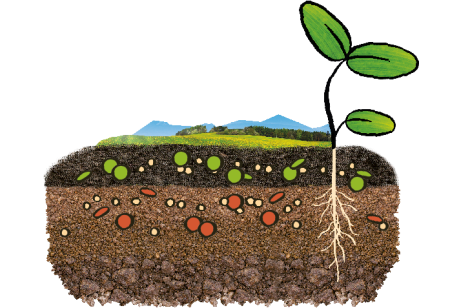Образование почвы на земле