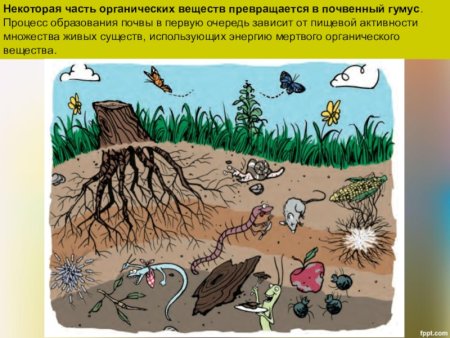 Почва для дошкольников