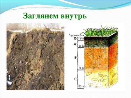 Почва вектор