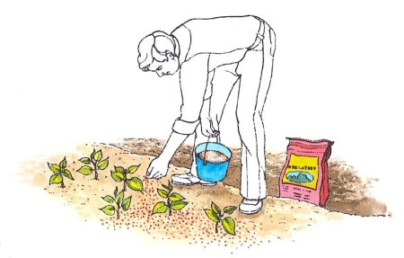 Строение муравейника