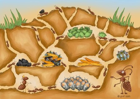 Овощи растущие в земле