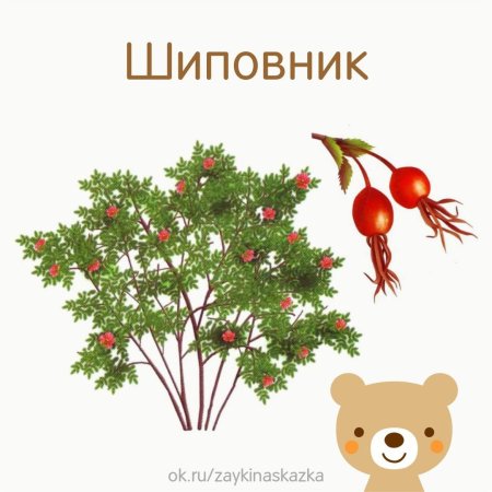 Карточки кустарники для детей