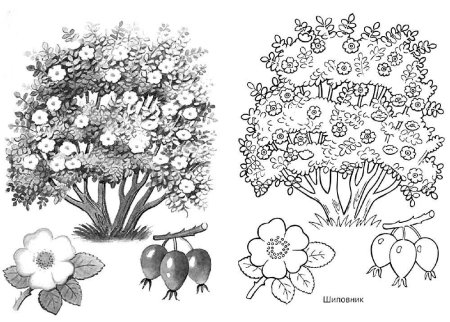 Строение куста шиповника