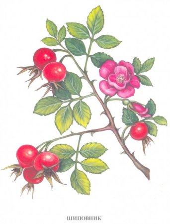 Шиповник картинка для детей