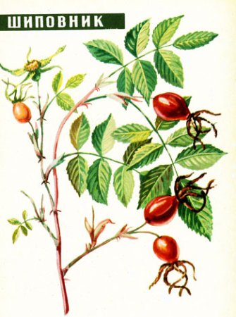 Строение куста шиповника