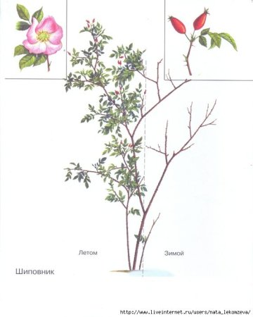 Шиповник куст