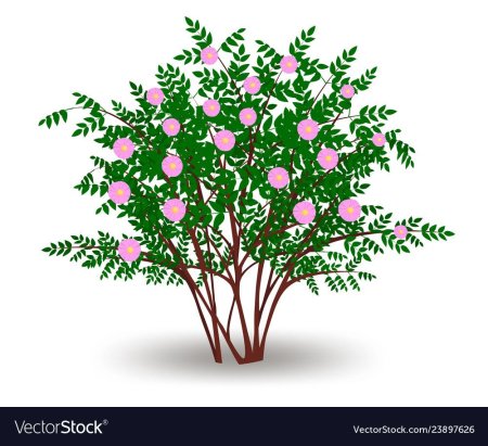 Куст шиповника на прозрачном фоне