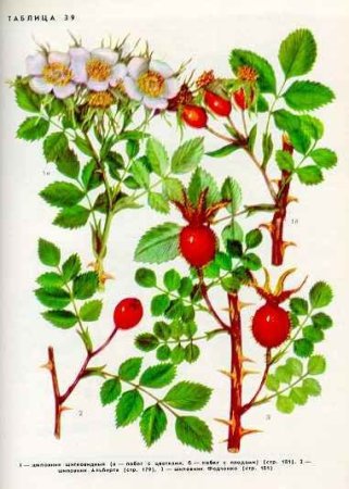 Крыжовник и шиповник