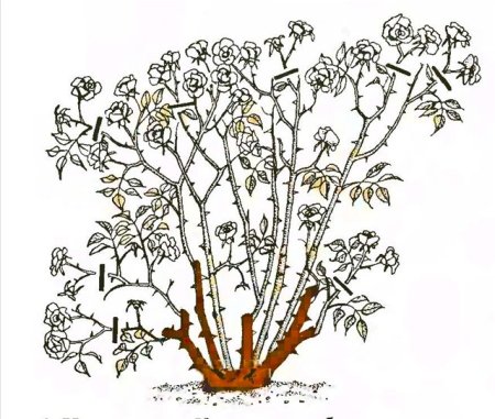 Кустарник рисунок для детей