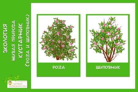 Задания про кусты для детей