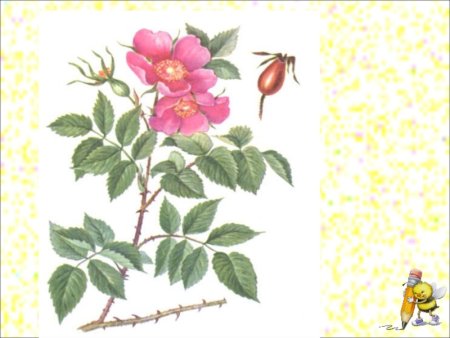 Раскраска кустарники для детей