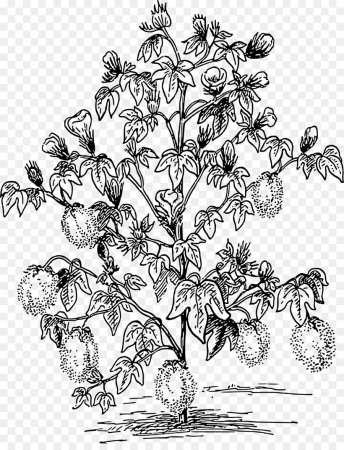 Раскраска шиповника с ягодами