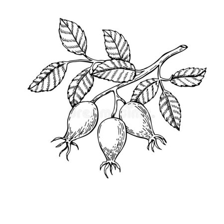 Плоды шиповника Фармакогнозия